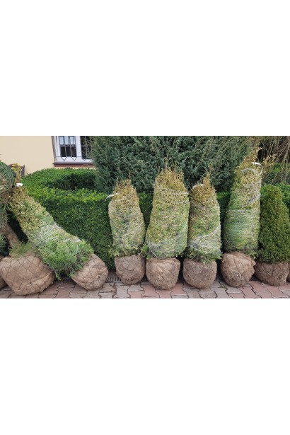 Туя складчаста Корнік з комом землі(джут+сітка)