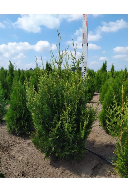 Туя складчаста Корнік 