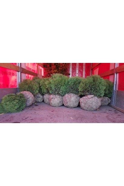 Туя західна Літл Гіант з комом землі