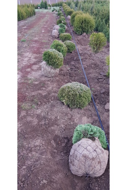 Thuja occidentalis Little Giant