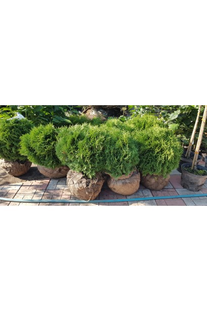 Туя західна Літл Гіант з комом землі