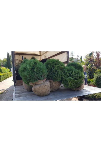 Щільна зелена туя Літл Гіант для декоративних цілей.