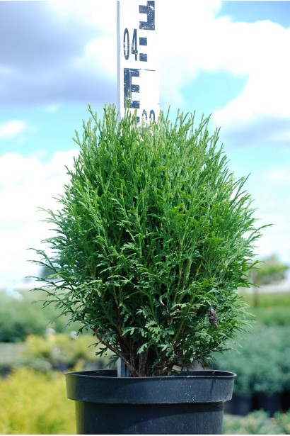 Туя західна Літл Гіант - 5л/30-35см/20-25см