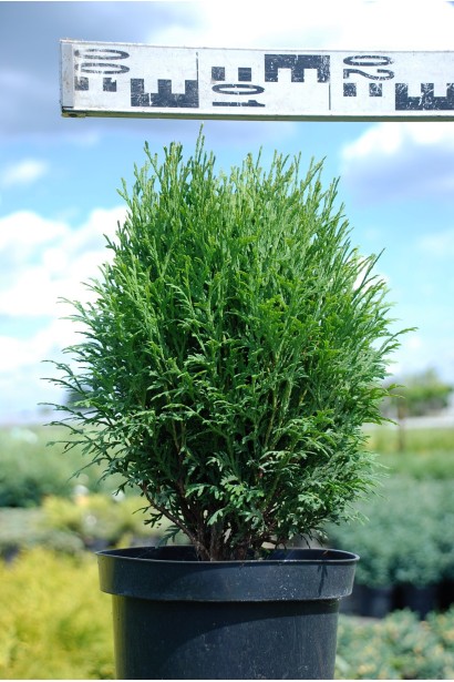 Туя західна Літл Гіант - 5л/30-35см/20-25см