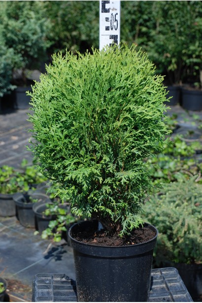 Компактна туя Літл Гіант для невеликих садів.