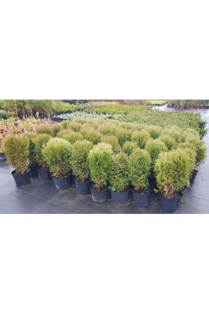 Ландшафтна туя Літл Гіант для компактних просторів.