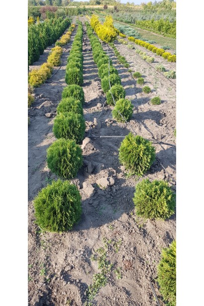 Туя західна Літл Гіант