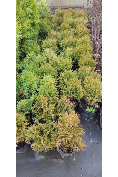 Туя західна Літл Гіант