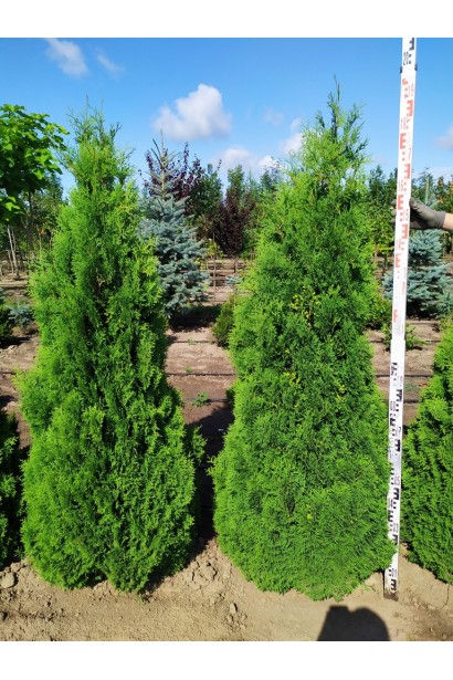 Туя Холмструп із повільним зростанням і густою кроною.