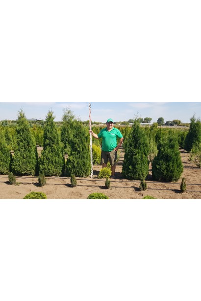 Вічнозелена туя Холмструп для живоплотів та бордюрів.