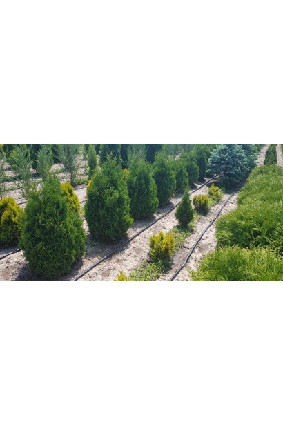 Туя західна Холмструп