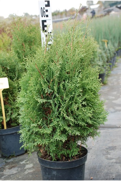 Туя західна Холмструп - 3-5л/60-65см/35-40см