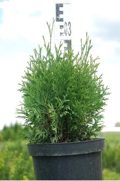 Туя Холмструп - 3-5л/30-35см/20-30см