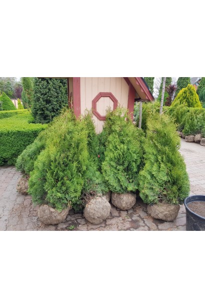 Туя західна Холмструп з комом землі