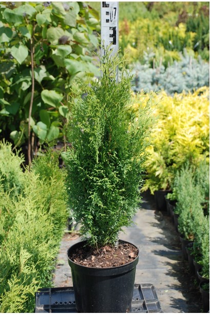 Туя західна Холмструп в контейнері