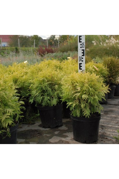 Туя західна Голден Глоб в контейнері