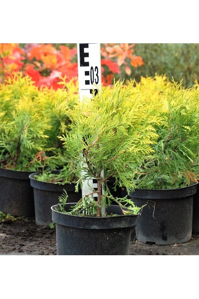 Thuja occidentalis Golden Globe