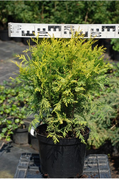 Thuja occidentalis Golden Globe
