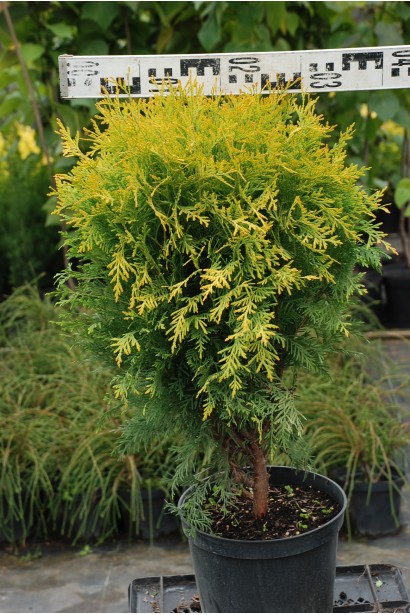 Компактна та яскрава туя Голден Глоуб для вашого саду.