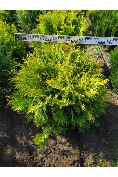 Туя західна Голден Глоб саджанець в розсаднику