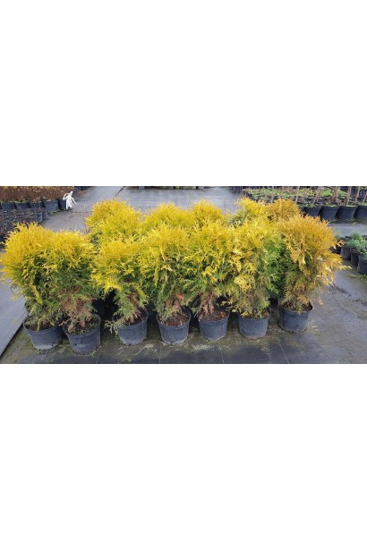 Декоративна туя Голден Глоуб для бордюрів і клумб.