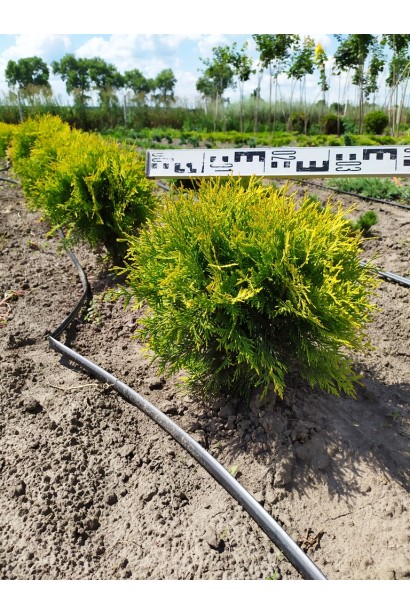 Туя Голден Глоуб – акцент для яскравих садових зон.