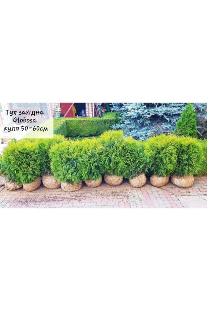 Туя західна Глобоза з комом землі