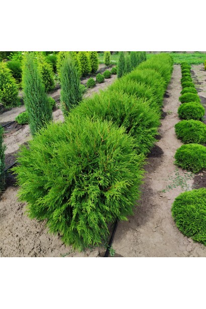Туя західна Глобоза куля