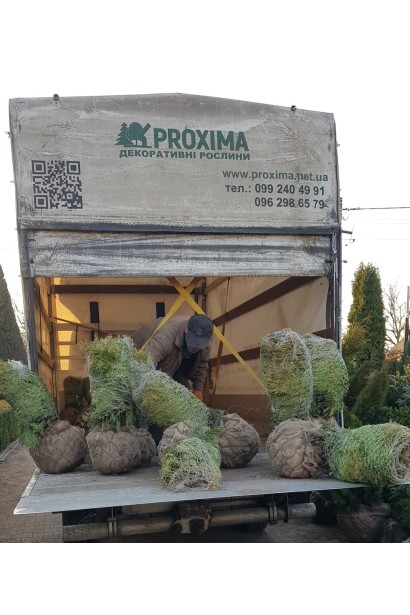 Туя західна Глобоза з комом землі