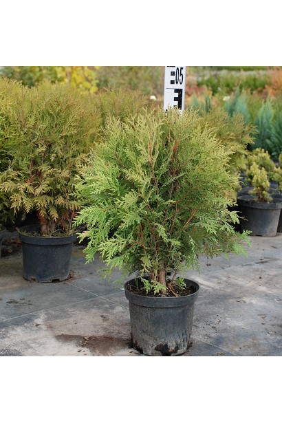 Туя західна Глобоза в контейнері