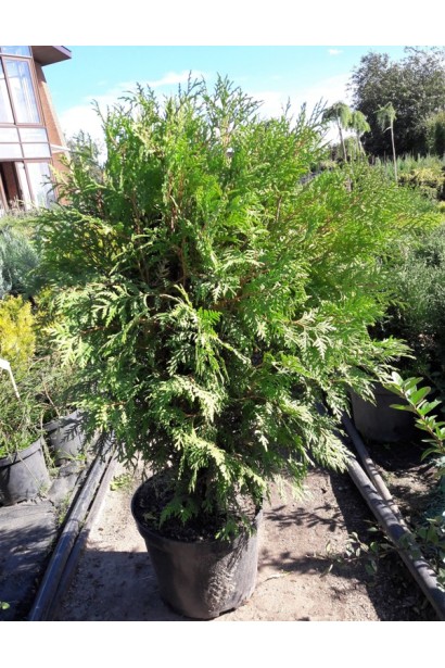 Туя західна Глобоза в садовому центрі