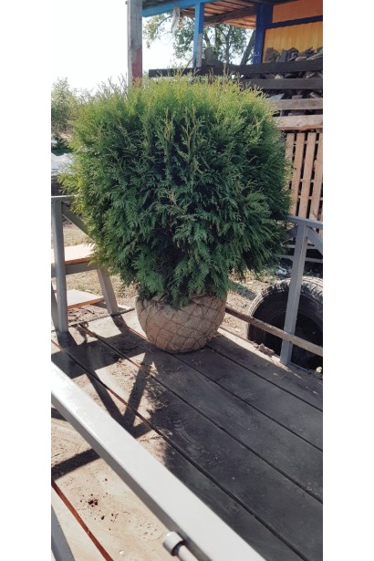 Thuja occidentalis Globosa