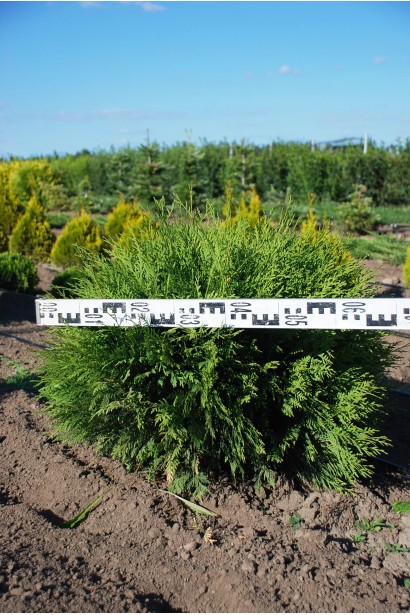 Thuja occidentalis Globosa