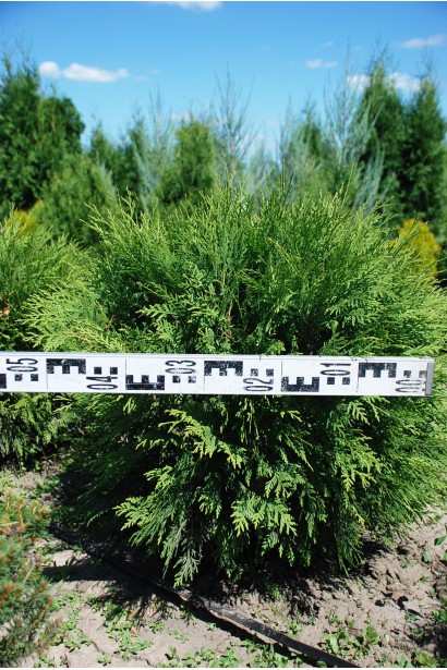 Куляста туя Глобоза – зелений акцент для будь-якої ділянки.