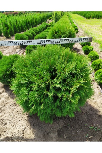 Компактна туя Глобоза – ідеальна для малих садів.