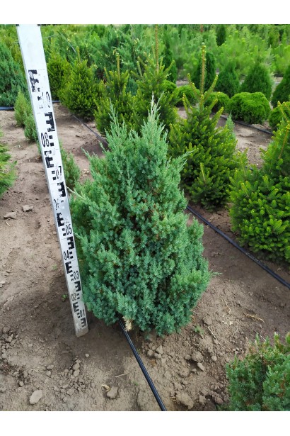 Ялівець китайський Стрікта 60-80 см в розсаднику 