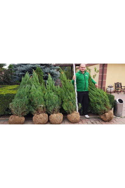 Ялівець китайський Стрікта - саджанці з комом в мішковині