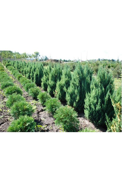 Ялівець китайський Stricta