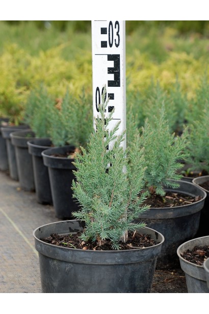 Ялівець китайський Стрікта в контейнері 3 л  15-20 см
