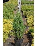 Ялівець китайський Стрікта | Можжевельник китайский Стрикта | Juniperus chinensis Stricta