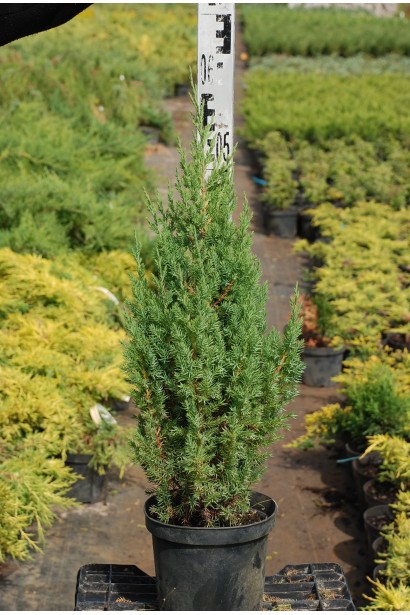 Ялівець китайський Стрікта - горщик 5 л, висота 40-60 см