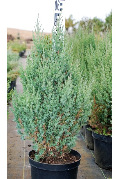 Ялівець зелено-блакитний Стрікта