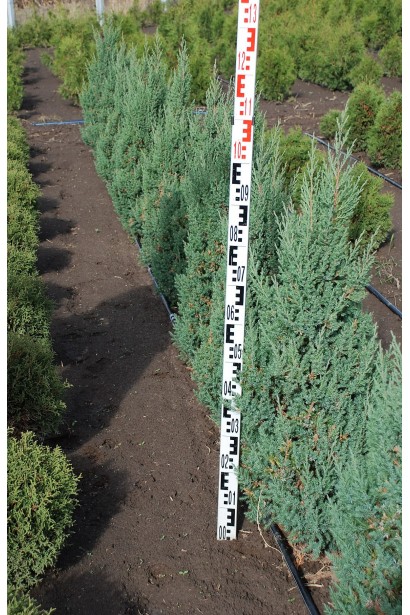 Ялівець китайський Стрікта саджанці в полі в розсаднику