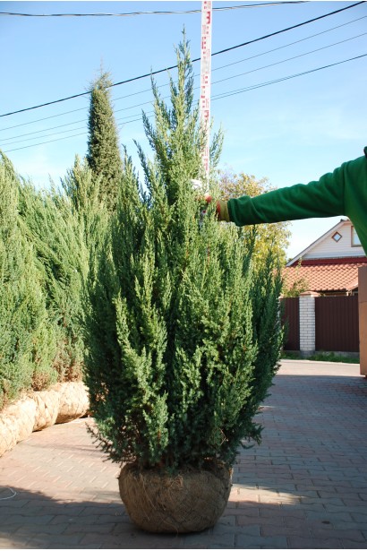 Ялівець китайський Stricta з комом землі