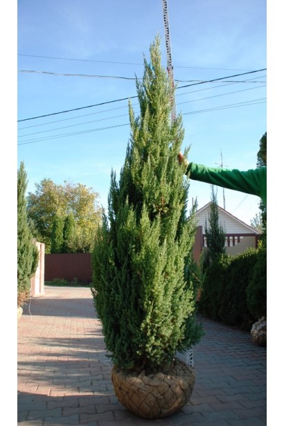 Ялівець Стрікта хвойне дерево зі щільними вертакально зростаючими гілками