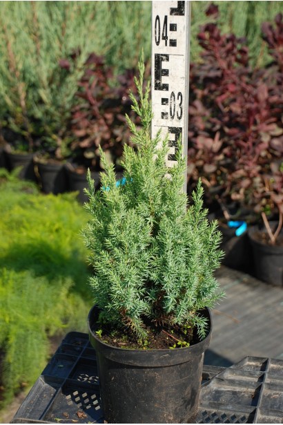 Ялівець китайський Стрікта в горщику 3 л