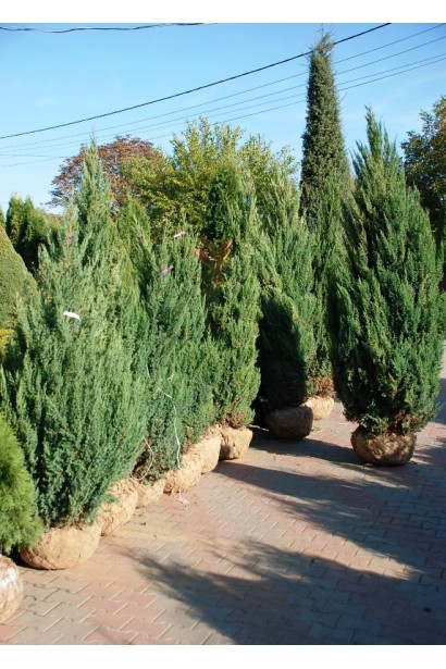 Ялівець китайський Стрикта - комовані дерева в садовому центрі