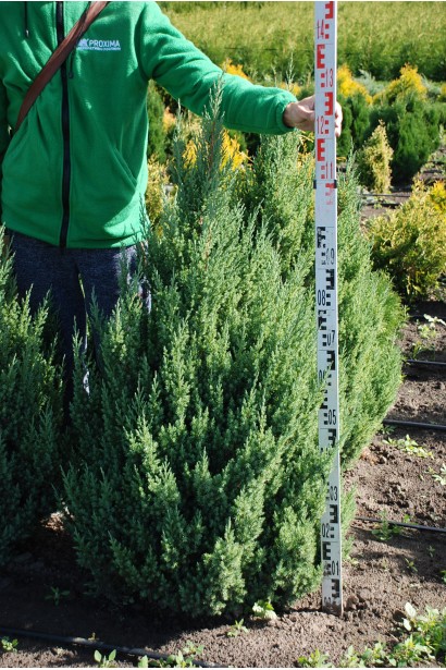 Ялівець китайський Stricta