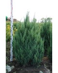Ялівець китайський Стрікта | Можжевельник китайский Стрикта | Juniperus chinensis Stricta