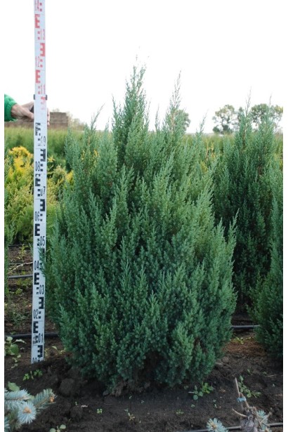 Ялівець китайський Стрікта в розсаднику